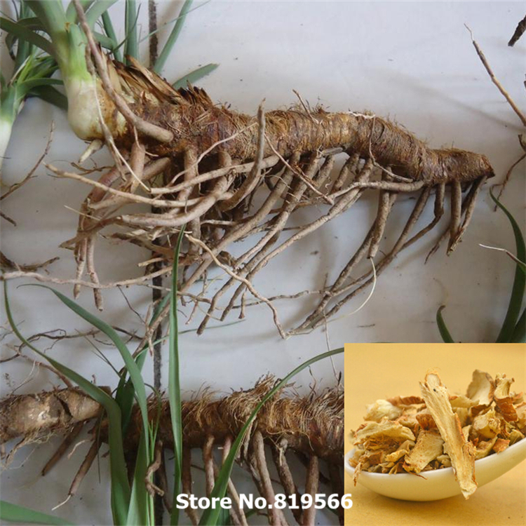 chinese Dried Cyperus rotundus 100g natural Nutsedge herbal xiangfuzi