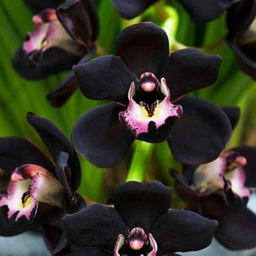 100 PCS Unique Black Cymbidium Faberi Flower Seeds Garden Flower Seeds Flowering Plants Orchid Flower Seeds