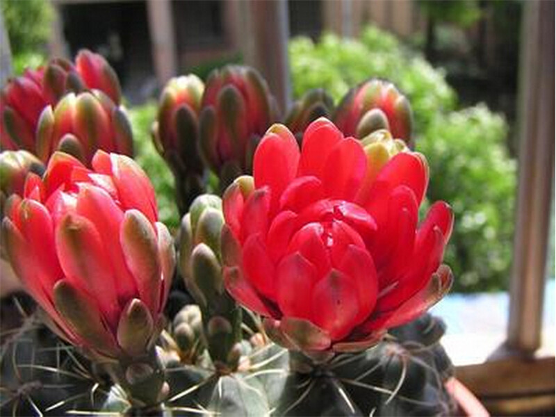 Mixture Of Cactus Seeds Echinopsis Flower Seeds High Germination 10 Seed particles