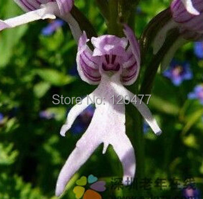 Orchis italica also known as Italian men orchid pyramid monkey orchid orchid testes 100 seeds lot
