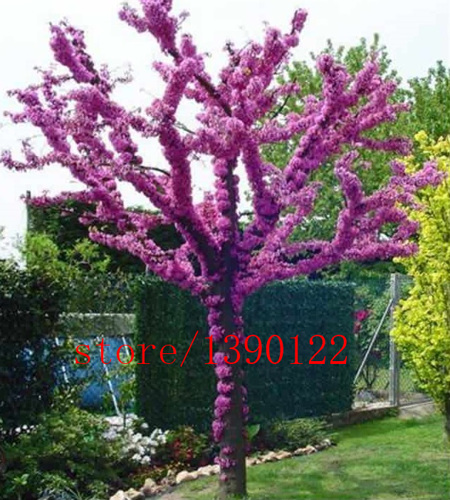 aliexpress com buy 20pcs cercis seeds cercis aliexpress com buy 20pcs cercis seeds cercis