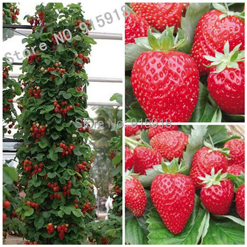 200pcs Japanese Hokowase Strawberry Fragaria Hokowase Seeds Indoor Outdoor Plant