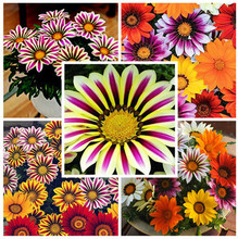 50 seeds / bag Flower seeds Gazania rigens, potted flowers gazania seeds, sunflowers Africa, bonsai garden plant, free shipping