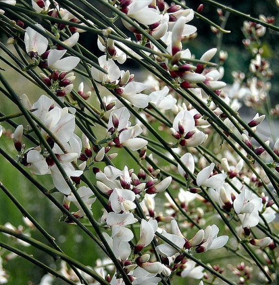 Bridal Veil Broom, Genista monosperma, tiny fragrant blooms, fluffy