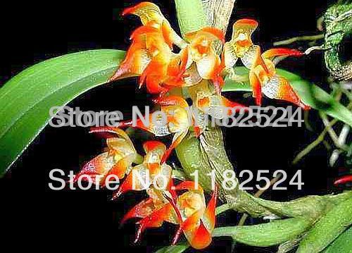 100 SEEDS - Bulbophyllum sessile - Phalaenopsis Fl...