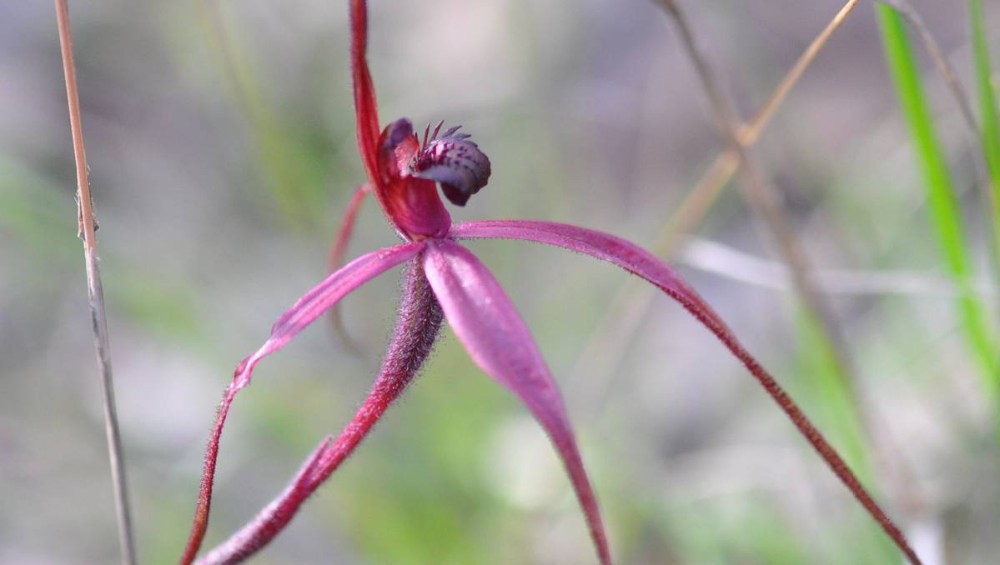 30 . 6   semente  orchidspecial (  )   ,  ,   