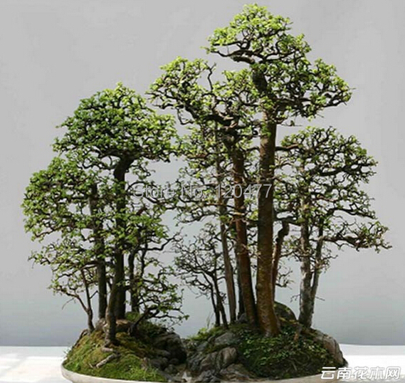 Dawn Redwood Forest Bonsai Seeds Bonsai Tree Metasequoia glyptostroboides Grow Your Own Bonsai Tree 50 Pcs