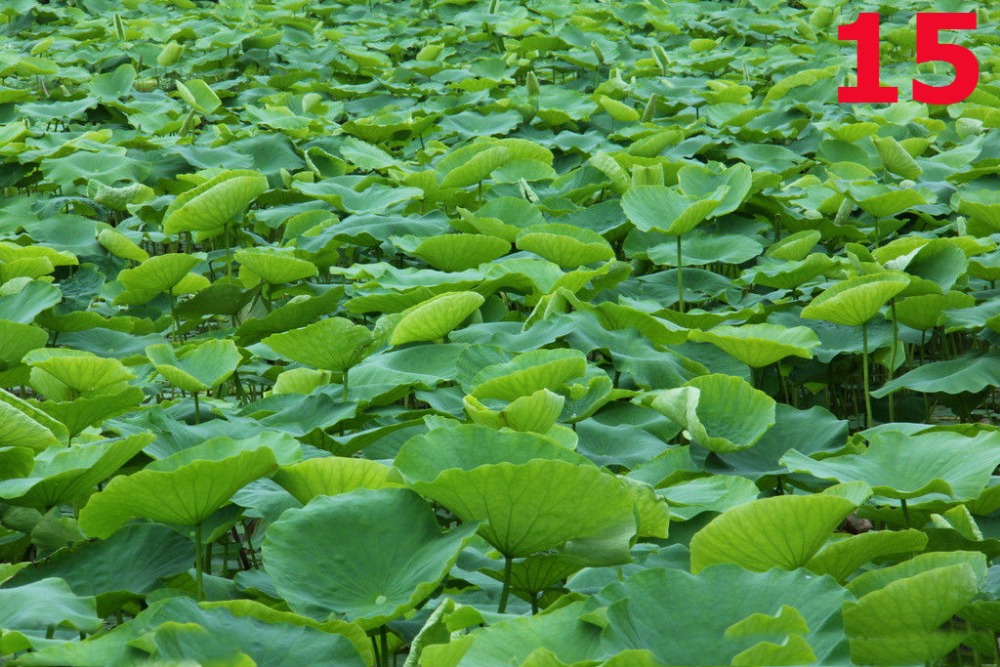 Free shipping slimming tea Weishan Lake lotus leaf down 3 high health food 
