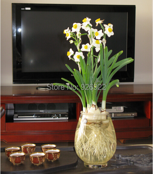 Daffodi,  ,  ,     - 100 .  tazetta 