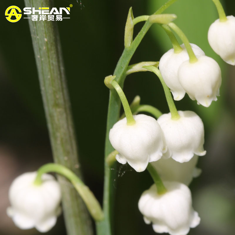 100 PCS Lily of the Valley Flower Seeds Bell Orchid Seeds Rich Aroma Bonsai Flower Seed
