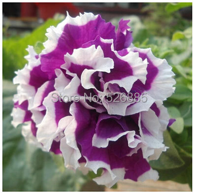 Гаджет  free shipping A83 flower seeds Pan-American - petunia petals rose white two-color 10 None Дом и Сад
