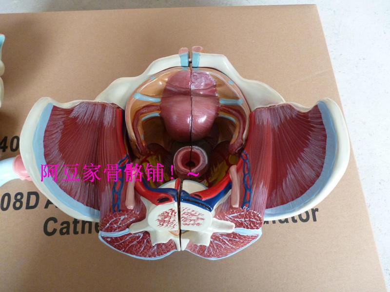 Female Genital Organsurologyurinary Systemhuman Anatomical Modeleducationfemale Pelvis