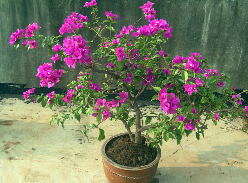 Бугенвиллия фото комнатная уход в домашних условиях Бугенвиллия фото комнатная уход в домашних условиях