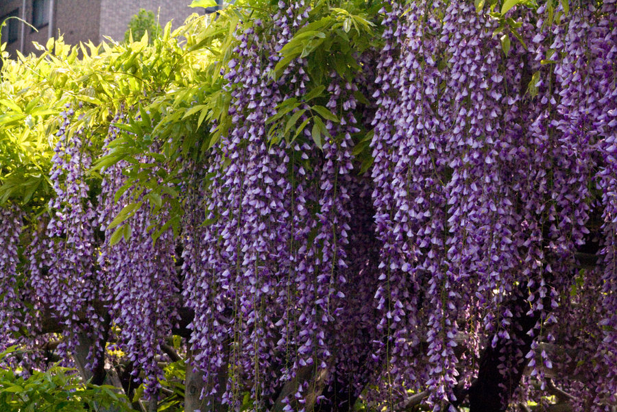 Wholesale 10 seeds Blue Chinese Wisteria Vine, Wisteria sinensis