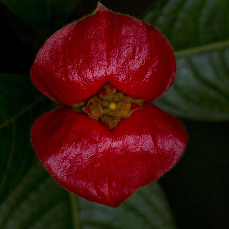 Psychotria elata