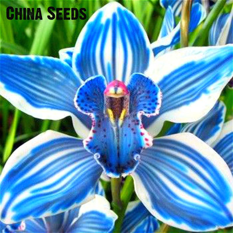 Popular Blue Orchid Plant-Buy Cheap Blue Orchid Plant Lots From China ...