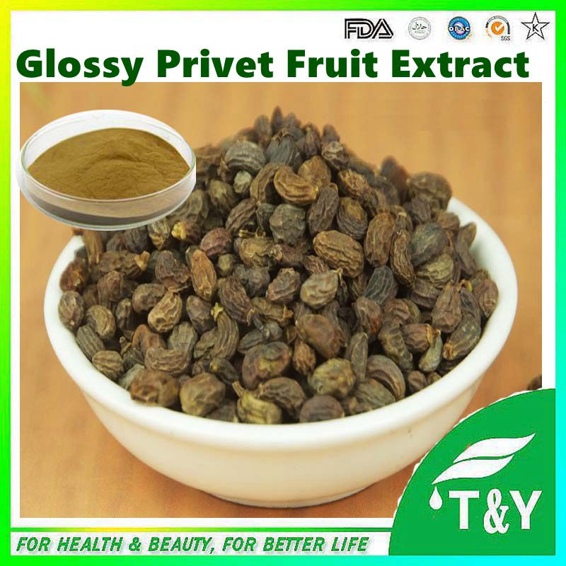 loss weight high quality glossy privet fruit extract Glossy Privet Fruit Extract 5:1 10:1