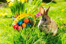 photography background 215CM*150CM New arrival Rabbit eggs grass photo studio Easter day zzj13
