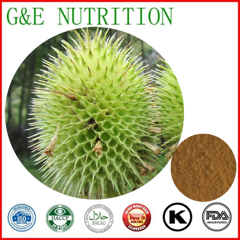 best price Himalayan Teasel Root Extract 10:1 500g