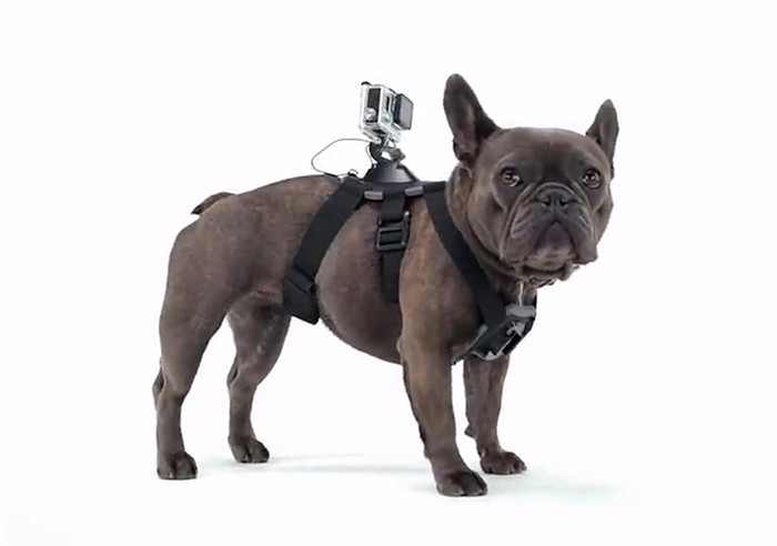 gopro dog harness (2)