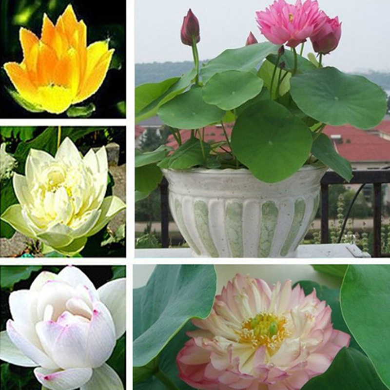 Achetez en gros patio jardin décor en ligne à des ...