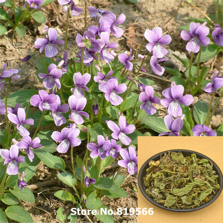 chinese Dried Cyperus rotundus 100g natural Nutsedge herbal xiangfuzi