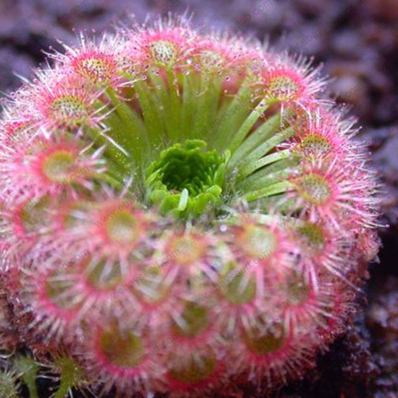 Sundew Clip Venus Flytrap Seeds Insectivorous seed Garden Plant Seeds Bonsai Family Potted 100 PCS