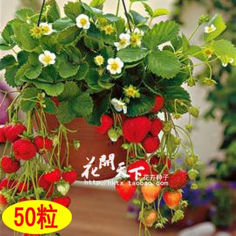 Гаджет  Four Seasons potted strawberry seeds perennial flower seeds results balcony flower seeds 50 seeds/pack of fruits and vegetables None Дом и Сад