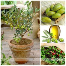 Free Shipping 3pcs mini bonsai Tree olive seeds , edible fruit and vegetable seeds, genuine seed