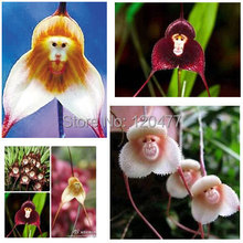 Potted Peru Monkey Face Orchid Seeds , Senior Phalaenopsis Bonsai Plants Flower Seeds -100 pcs