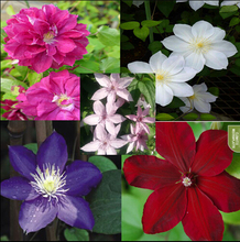 Vine Clematis potted clematis garden flowers, clematis seeds, 20 seeds/bag