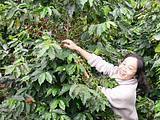 Free Shipping 500g Green Gaoligongshan Coffee Beans Grow On 1400M China YUN NAN Plateau