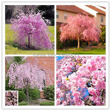 10 pink fountain weeping cherry tree,DIY Home Garden Dwarf Tree,everybody wants it,Free Shipping