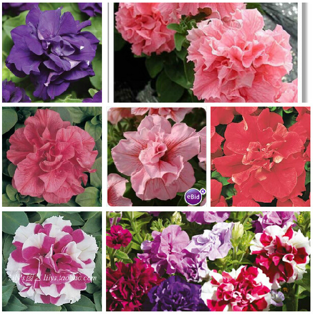 20 different Hanging petunia seeds blended color flower seeds plant seeds garden petunia 100 pcs