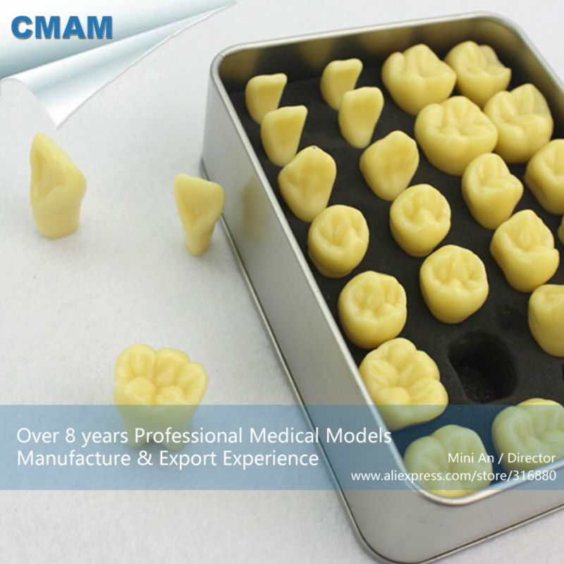 Фотография CMAM-TOOTH01 Quality Resin Human Tooth Anatomy Model with Alloy Box Portable Packaging