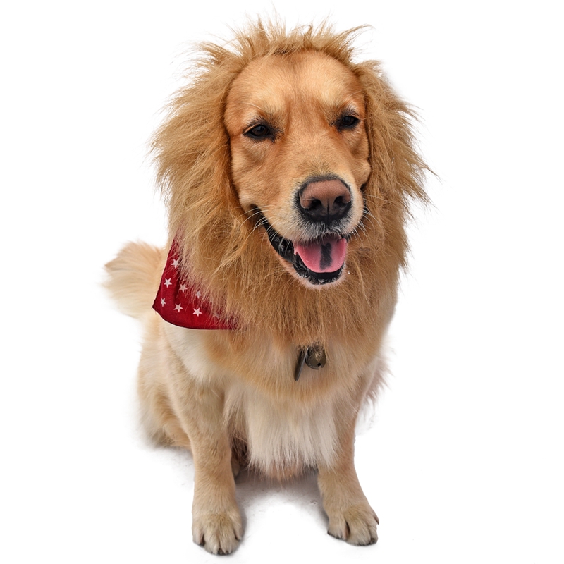 golden retriever mane costume get cheap golden mane aliexpress alibaba golden retriever mane costume get cheap golden mane aliexpress alibaba