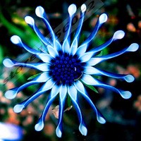 -100-Blue-Daisy-hardy-plants-flower-seeds-exotic-ornamental-flowers-Free-Shipping.jpg_200x200