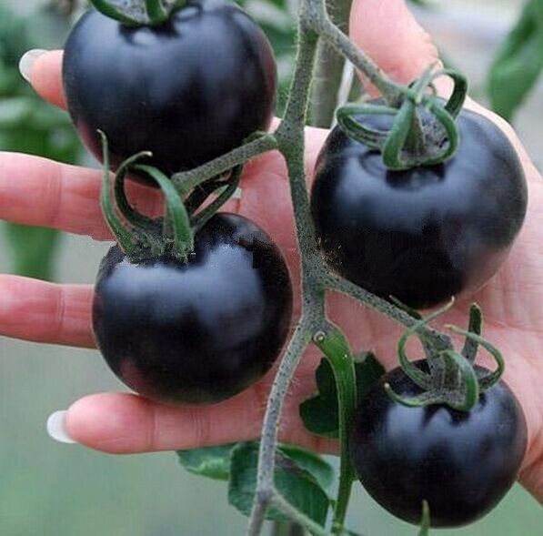 50-BLACK-PEARL-tomato-Seeds-Healthful-Indigo-Rose-Darkest-tomato-Seeds-fruit-rose-gift-tasty-sweet
