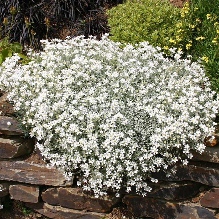 diy home garden plant 10 seeds snow in summer cerastium tomentosum ground cover seeds free diy home garden plant 10 seeds snow in summer cerastium tomentosum ground cover seeds free