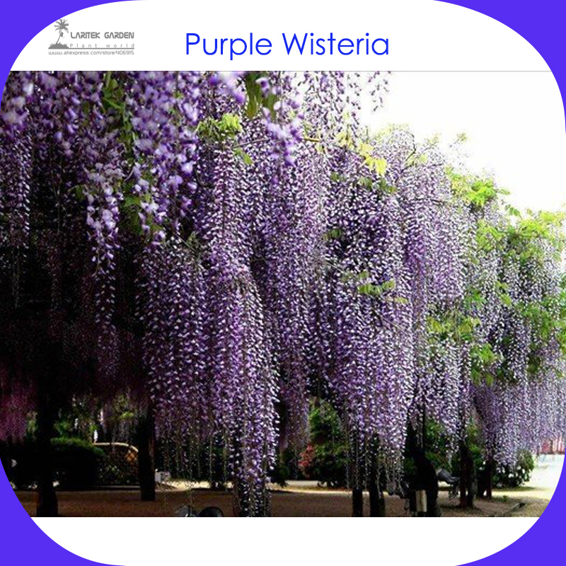 1 Professional Packs, 100 Seeds / Pack, Chinese Wisteria Purple Flowers Garden Plant Seed #E3499-1