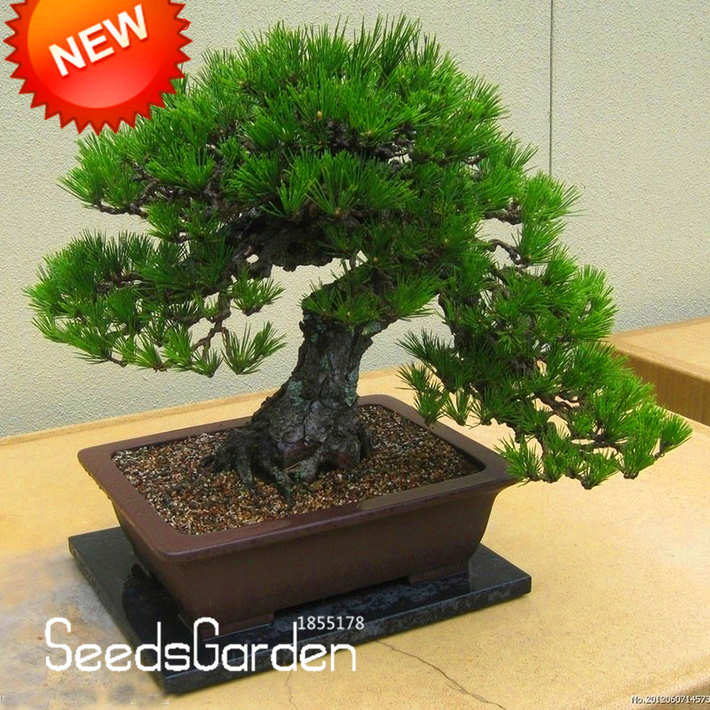 Promotion!Japanese Ornamental Potted Pine Seeds Osaka Bonsai Pine Tree Seeds 100 particles / Bag,#VXAJ0A-in Bonsai from Home & G