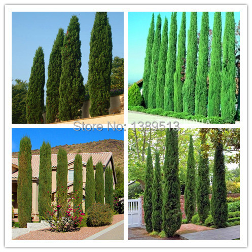 Tree seeds 100 pcs ITALIAN CYPRESS Cupressus Sempervirens Stricta seeds Home gardening Free shipping