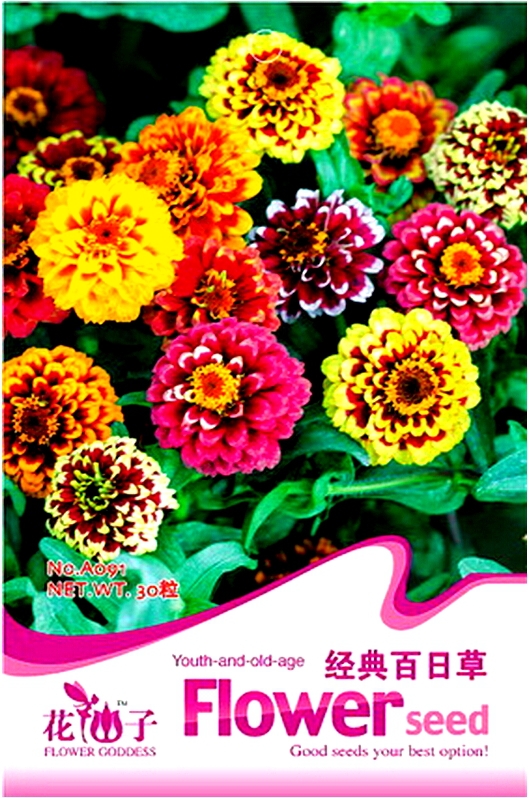 Zinnia Angustifolia Erect Branched Terminally Small-flowered Double Blooms Youth-and-old-age Seeds, Original Pack, 30 Seeds