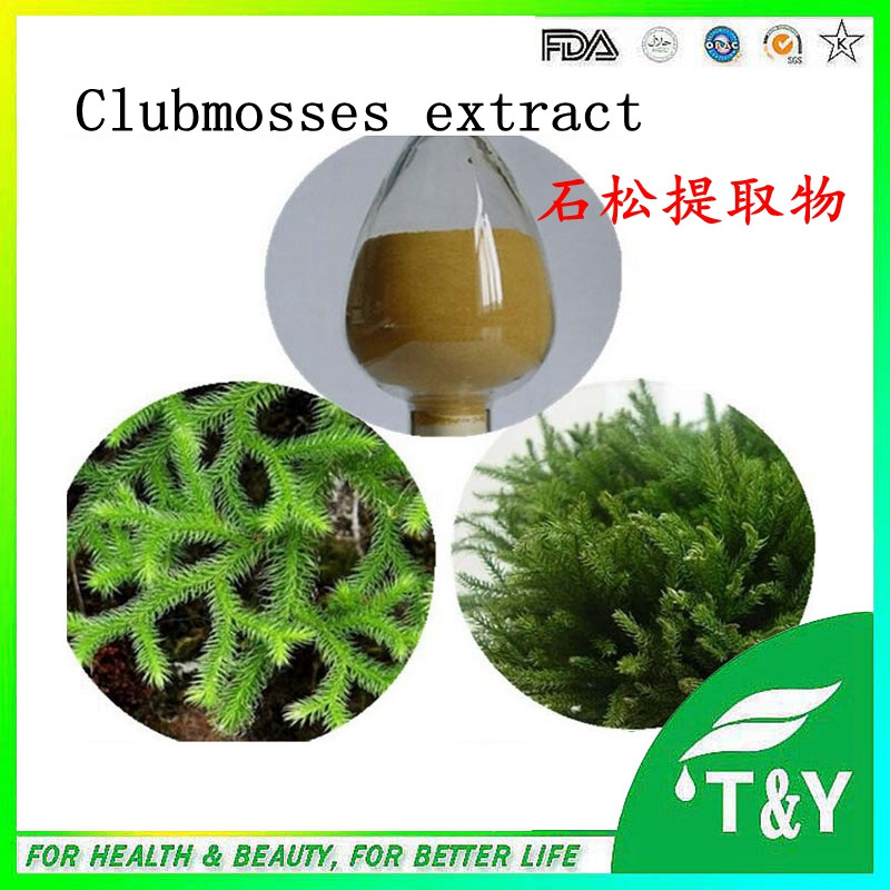 Common clubmoss herb Extract/ Huperzia serrata extract /Herba Lycopodii Extract 700g/lot