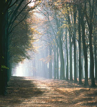 10*6.5feet(300*200CM) Photography Backdrops Forest road sunlight toile de fond studio photo Free Shipping