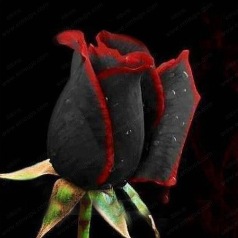 True Blood Rare Black Rose Seeds Rare Amazingly Beautiful Black Roses Red Edge Seedling Seed 150