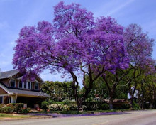 free  shipping  50 Paulownia Seeds (princess tree or empress tree)–impressive and add beauty to your gard.fast growing