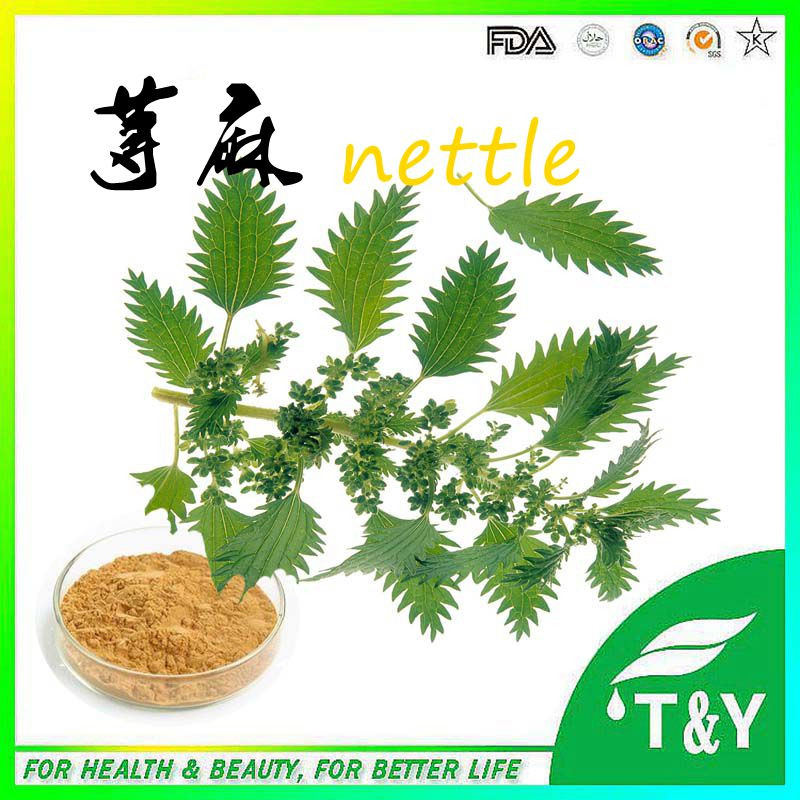 Bulk supply nettle leaf extract (Urtica Dioica), Silic Acid/B-sitosterol 5:1,10:1, 20:1