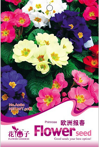 Primrose Flower Seeds Color packaging seeds about 50 particles