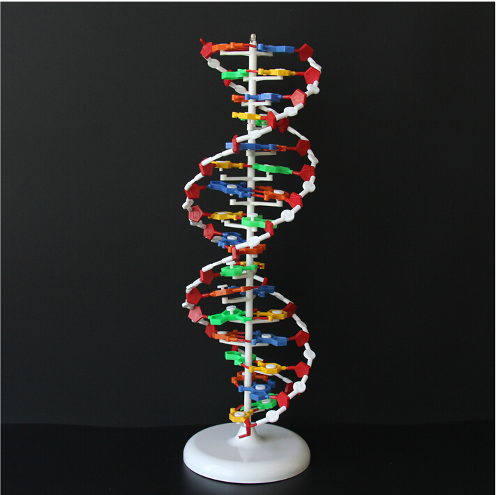 Buy DNA Structure Model Double Helix for Biology and